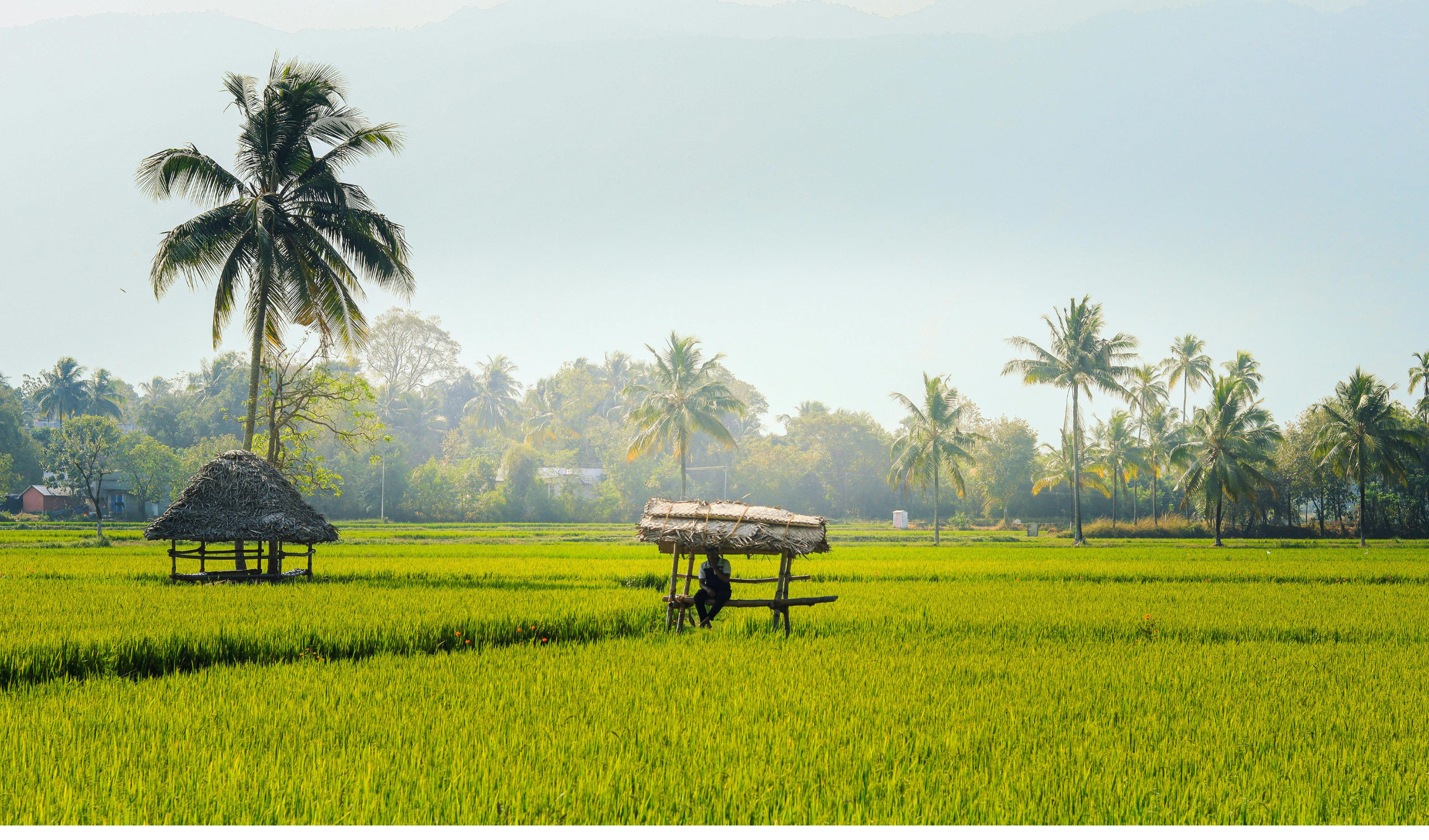 Walking meditations along tranquil fields at our women's retreat in Kerala