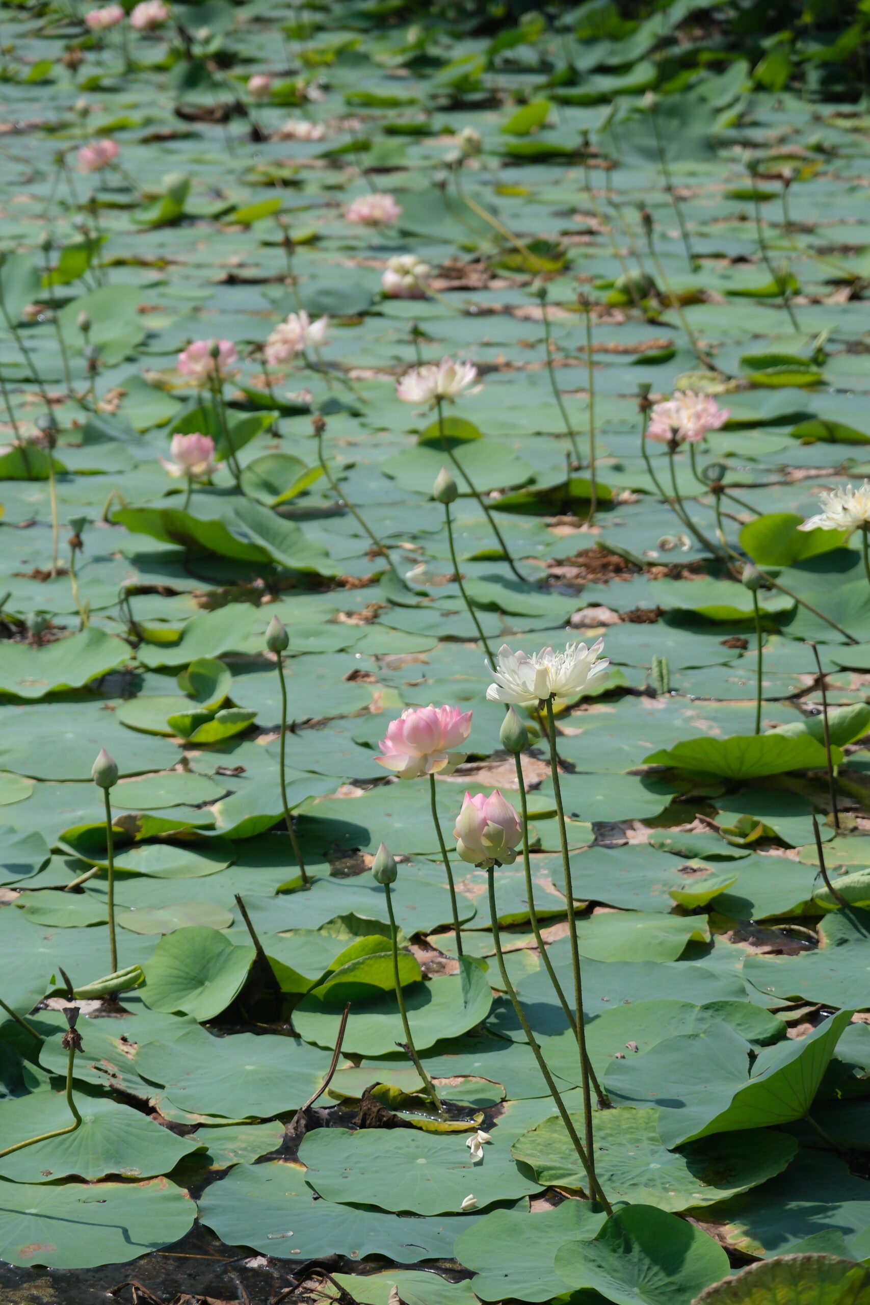 Lotuses blooming at The Devi Sisterhood women's healing retreat in Kerala, India